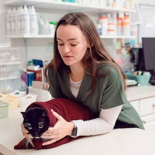 Cat Vet Services in Rising Sun