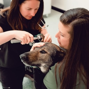 Dog Vet Services in Rising Sun