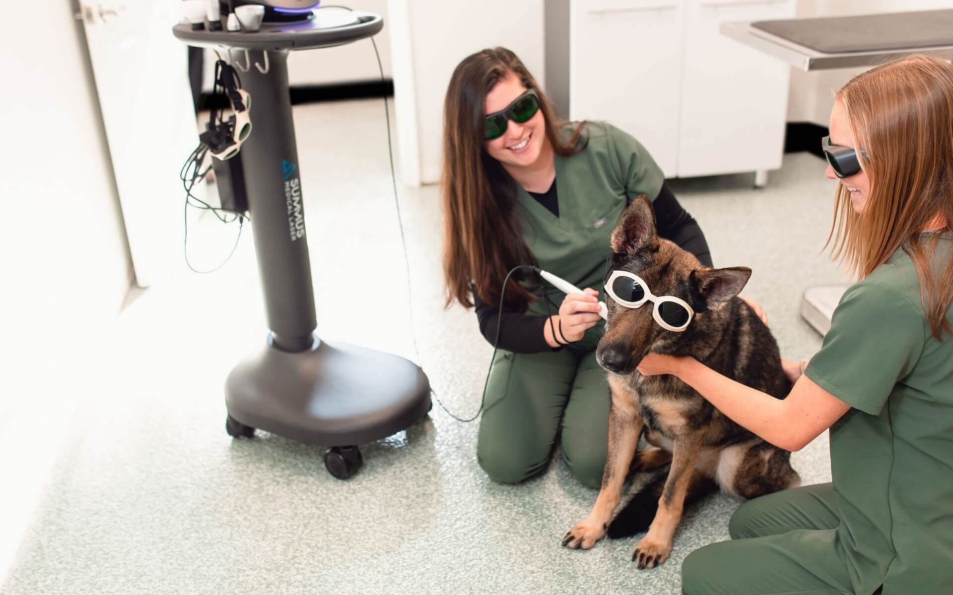 Emergency vet in Rising Sun