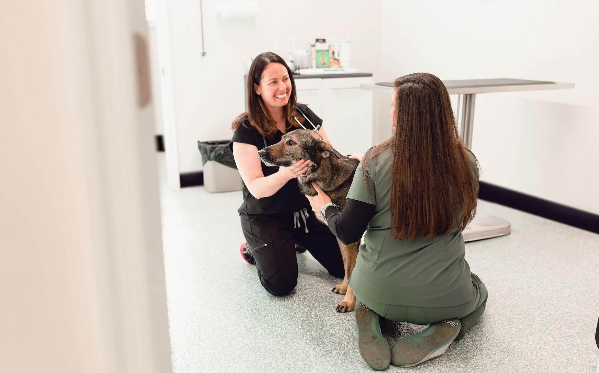 Emergency veterinarian in Rising Sun