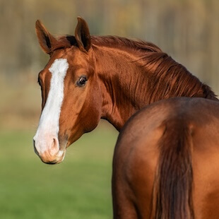 Equine Services in Rising Sun