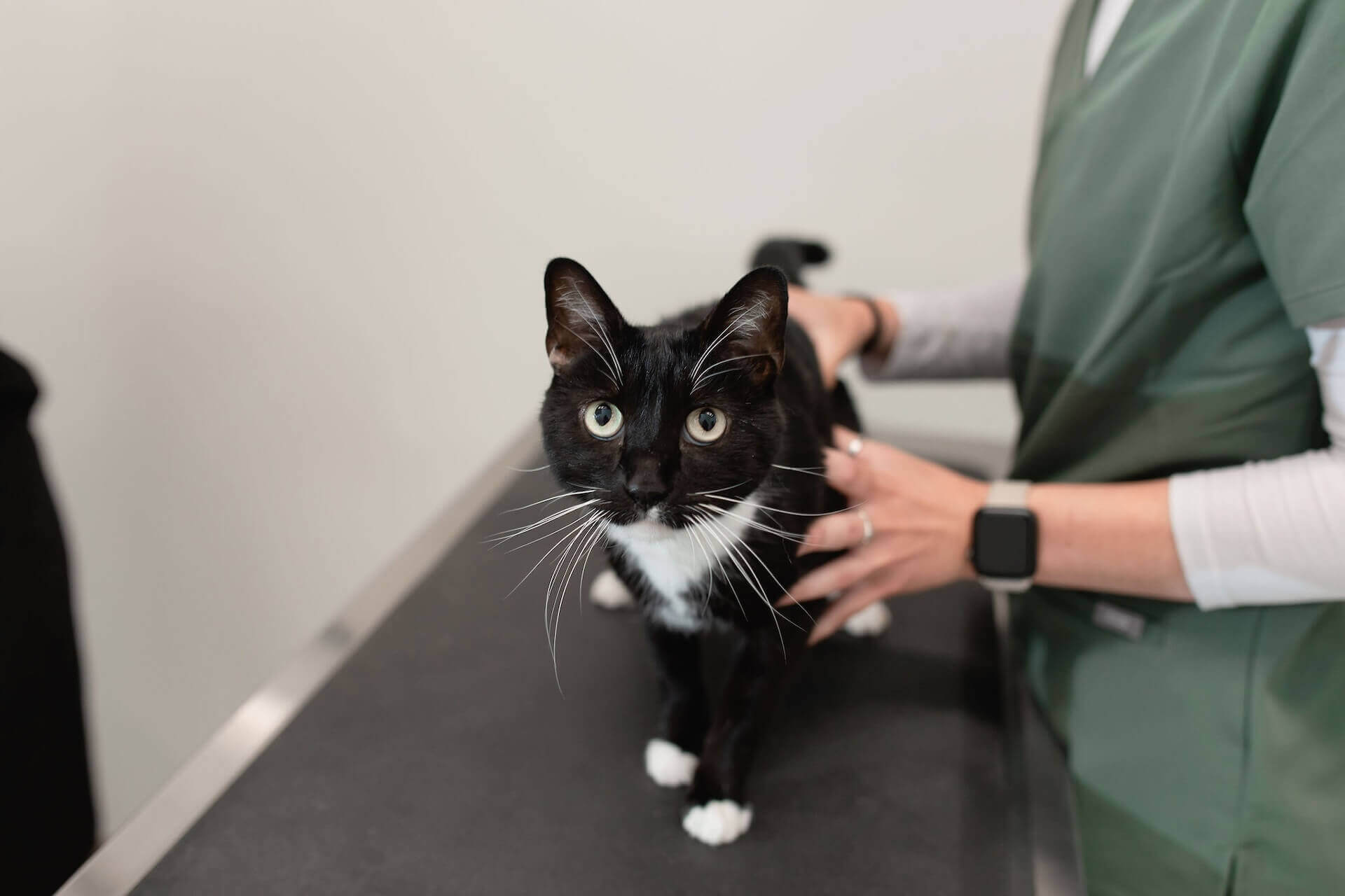 Rising Sun Veterinary clinic