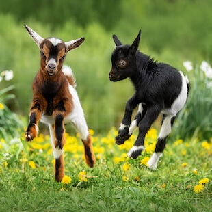 Ruminants in Rising Sun