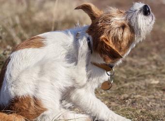 Spring Forward, Parasites Back: How to Prevent Dog Fleas and Ticks!