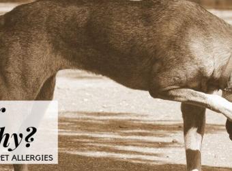Is Your Pet Itchy? An Overview of Pet Allergies