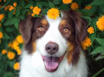 Spring Forward, Parasites Back: How to Prevent Dog Fleas and Ticks!